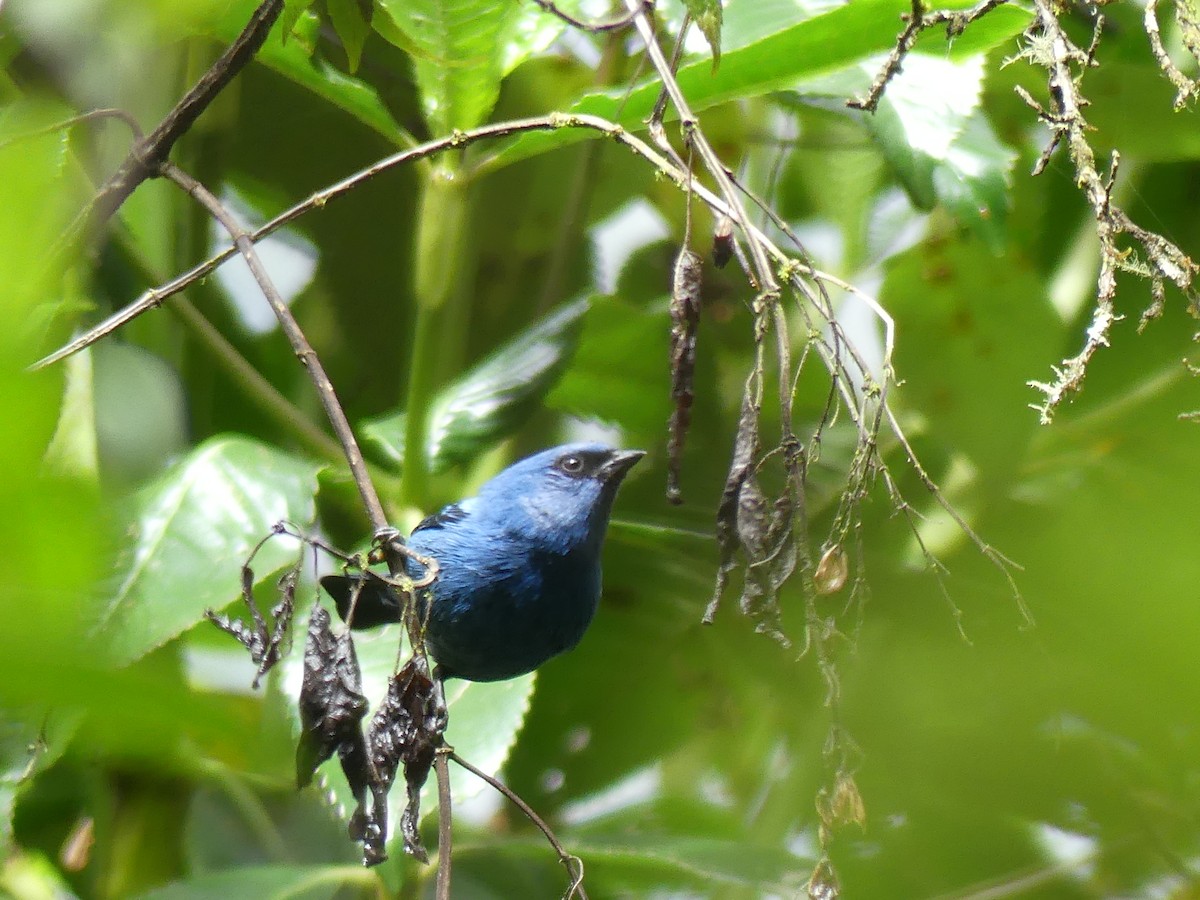 Blue-and-black Tanager (Blue-and-black) - Guillaume Normand