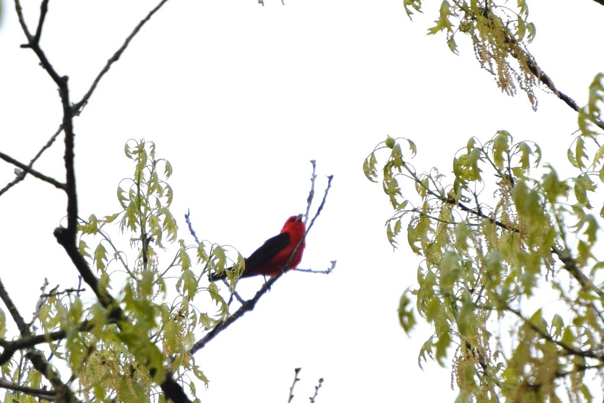 Scarlet Tanager - ML56278901