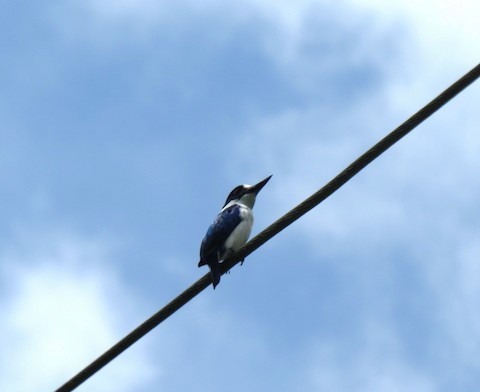 Blue-and-white Kingfisher - ML562790931
