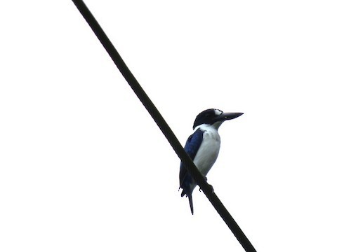 Blue-and-white Kingfisher - ML562790971