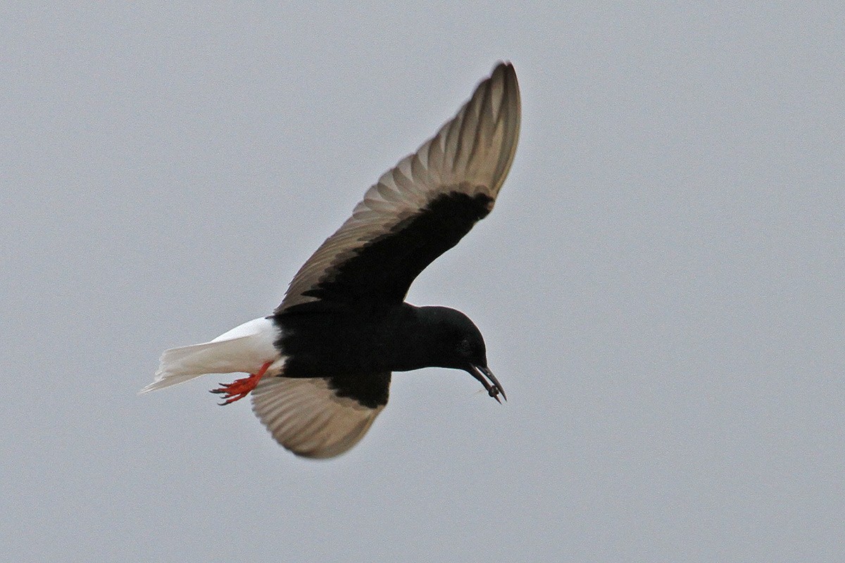 White-winged Tern - ML56279181