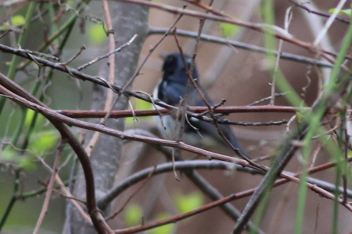 Black-throated Blue Warbler - ML56279281