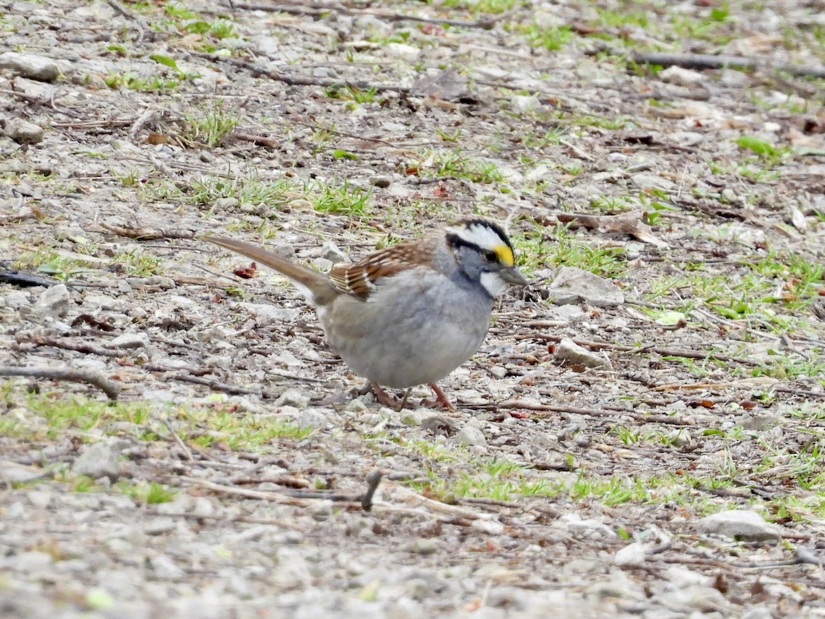 White-throated Sparrow - ML562794301
