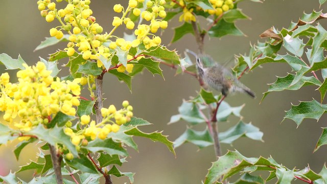 Calliope Hummingbird - ML562795281