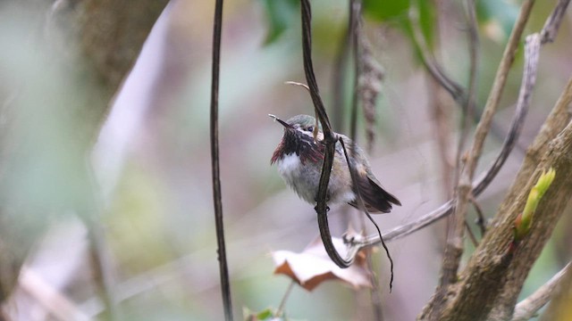 Calliope Hummingbird - ML562795341