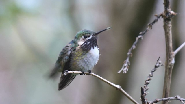 Calliope Hummingbird - ML562795361