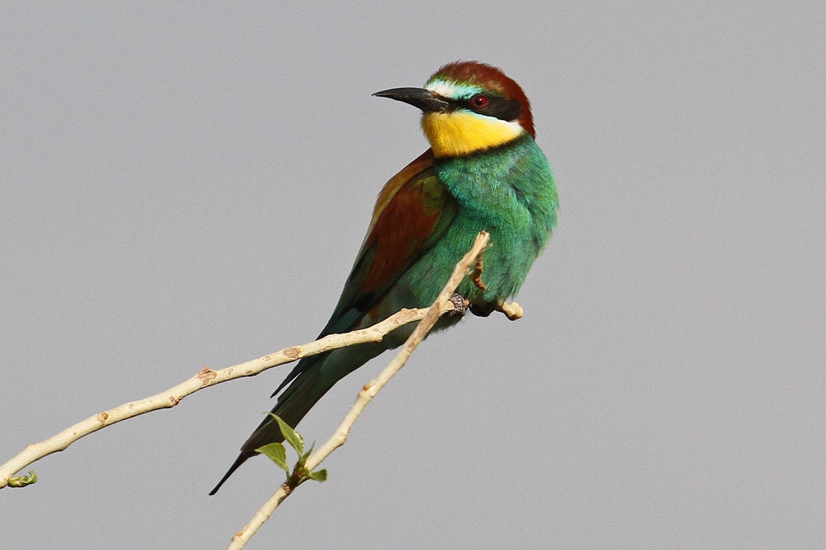 European Bee-eater - ML56279691