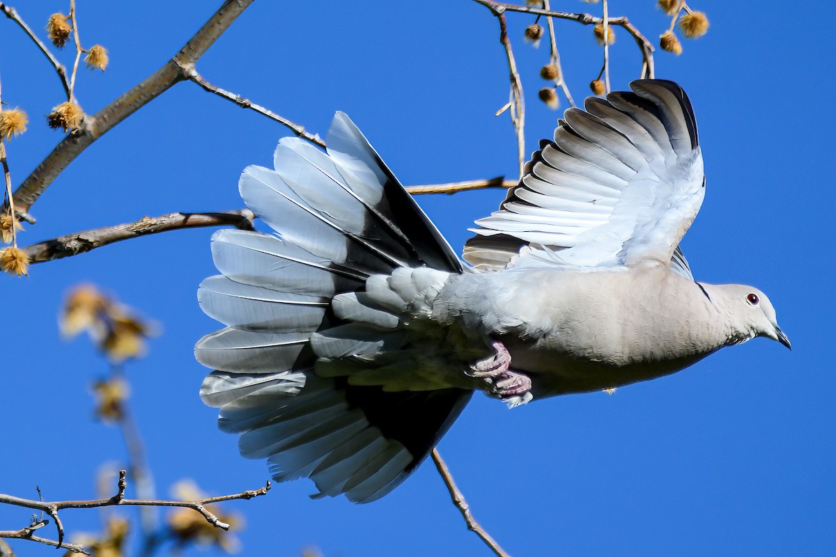 Eurasian Collared-Dove - Mike Beggs