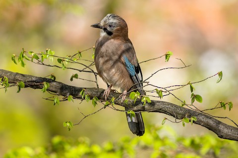 eurasian jay bird, garrulus glandarius, arrendajo, in