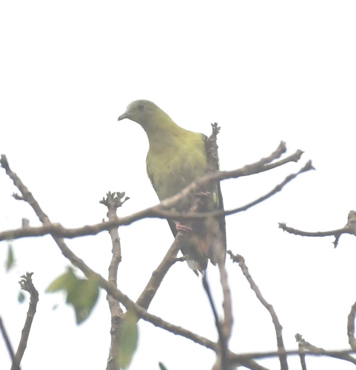 Ashy-headed Green-Pigeon - ML562804291