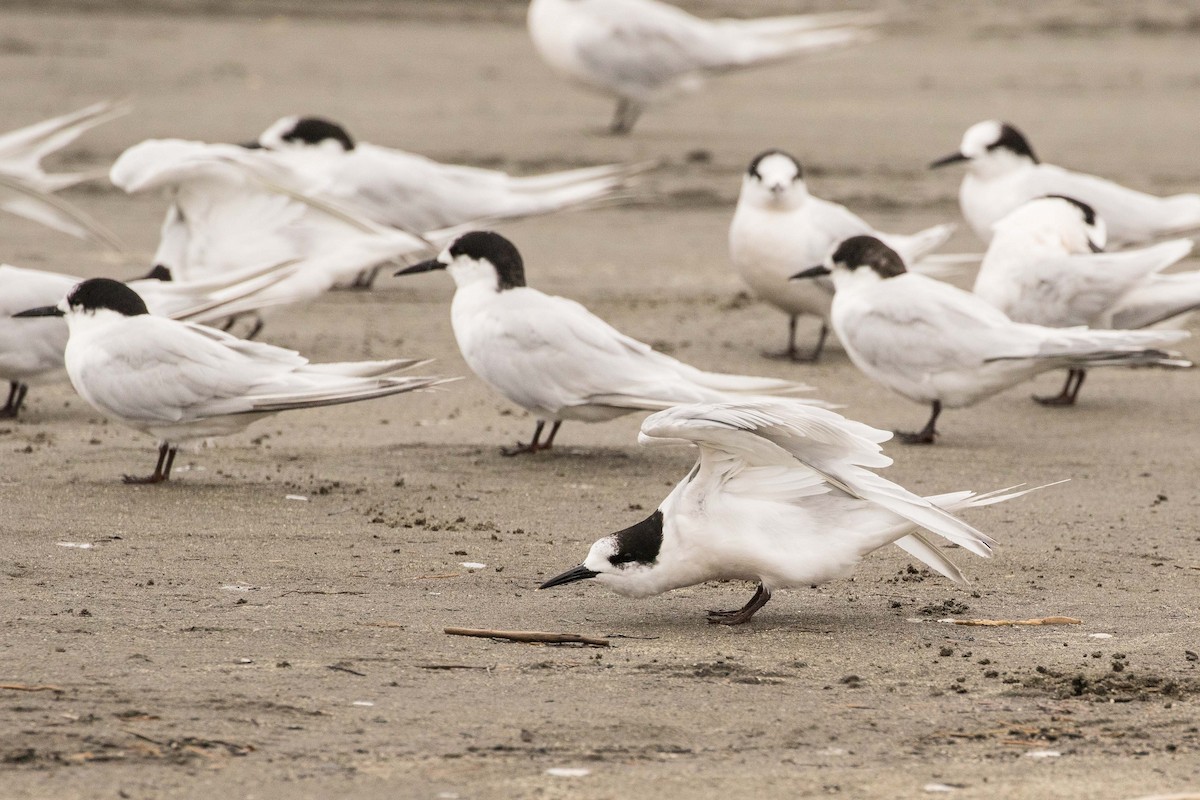 White-fronted Tern - ML56280741