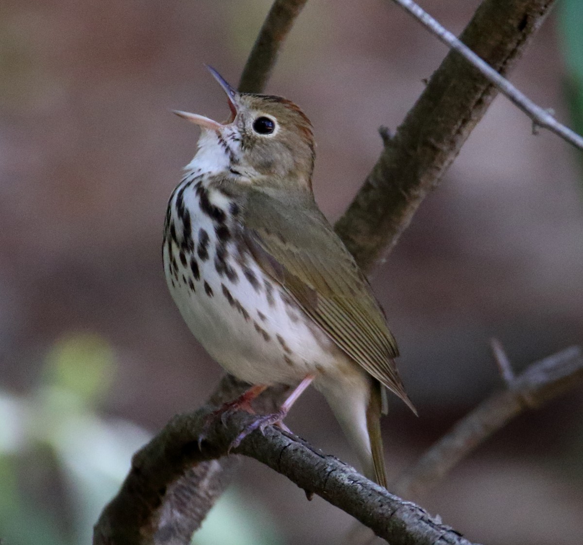 MarylandDC Breeding Bird Atlas Checklist 25 Apr 2023 Elk Neck