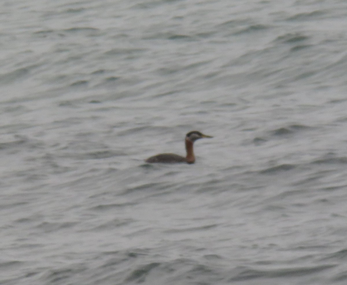 Red-necked Grebe - ML562810731