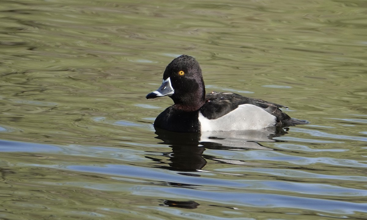 Ring-necked Duck - Kathy Paulin