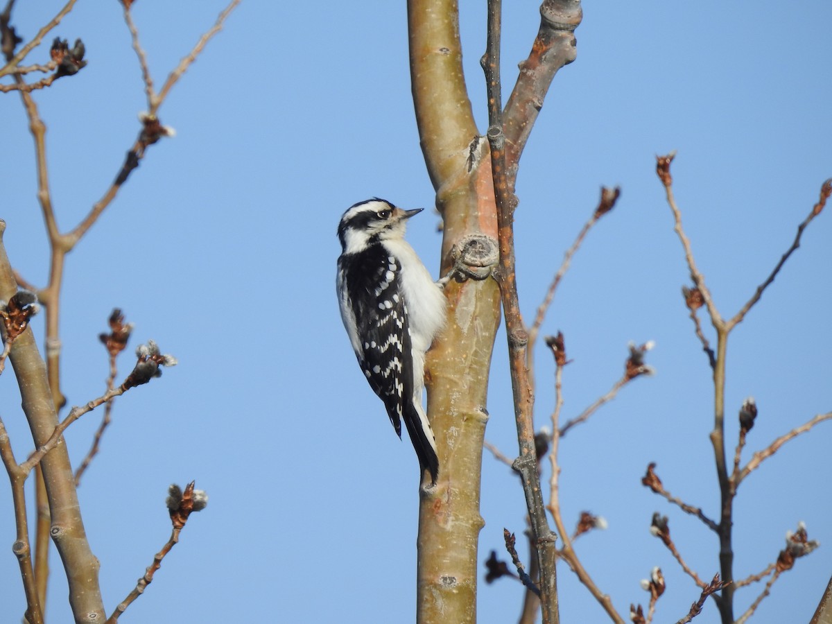 Downy Woodpecker - ML562813741