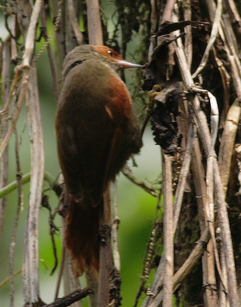 Red-faced Spinetail - ML562814871