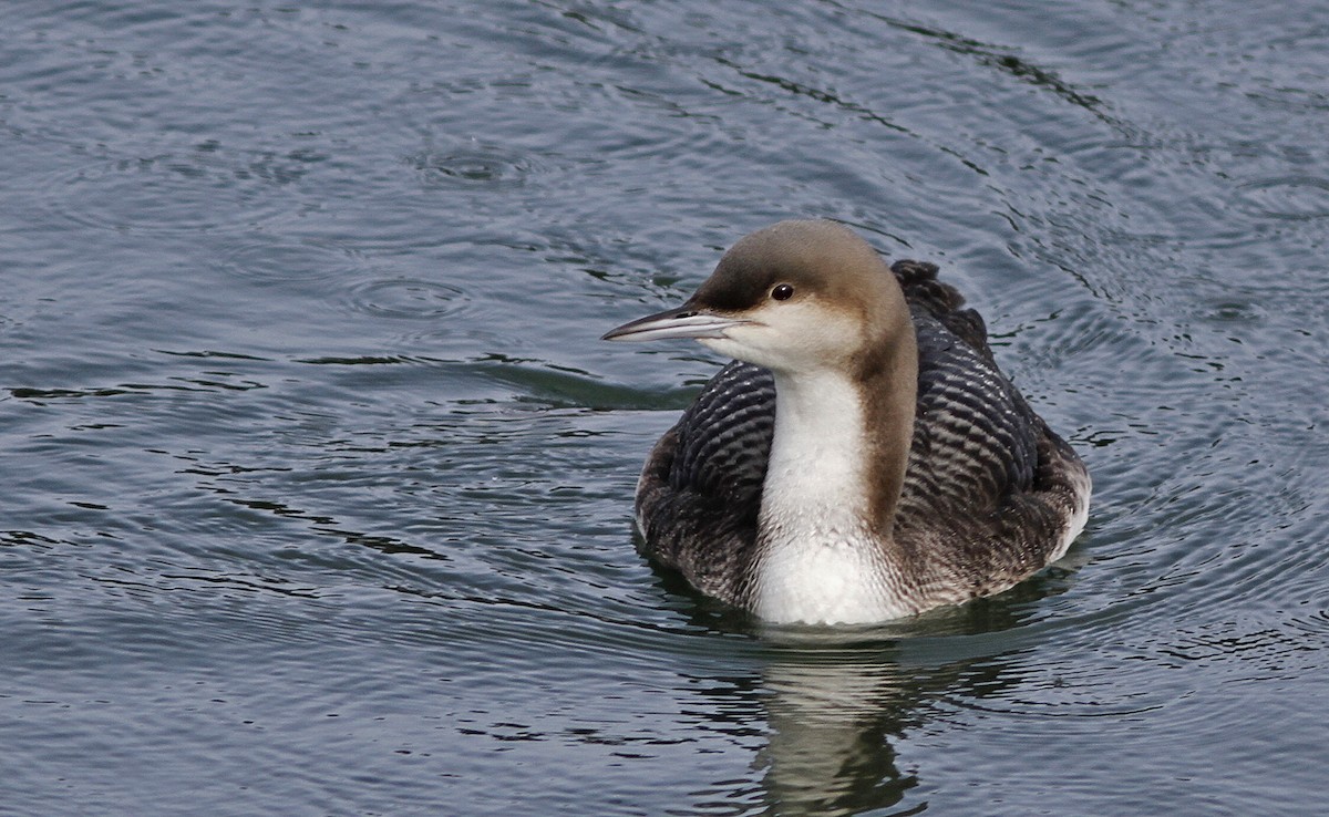 Pacific Loon - Brian Steger