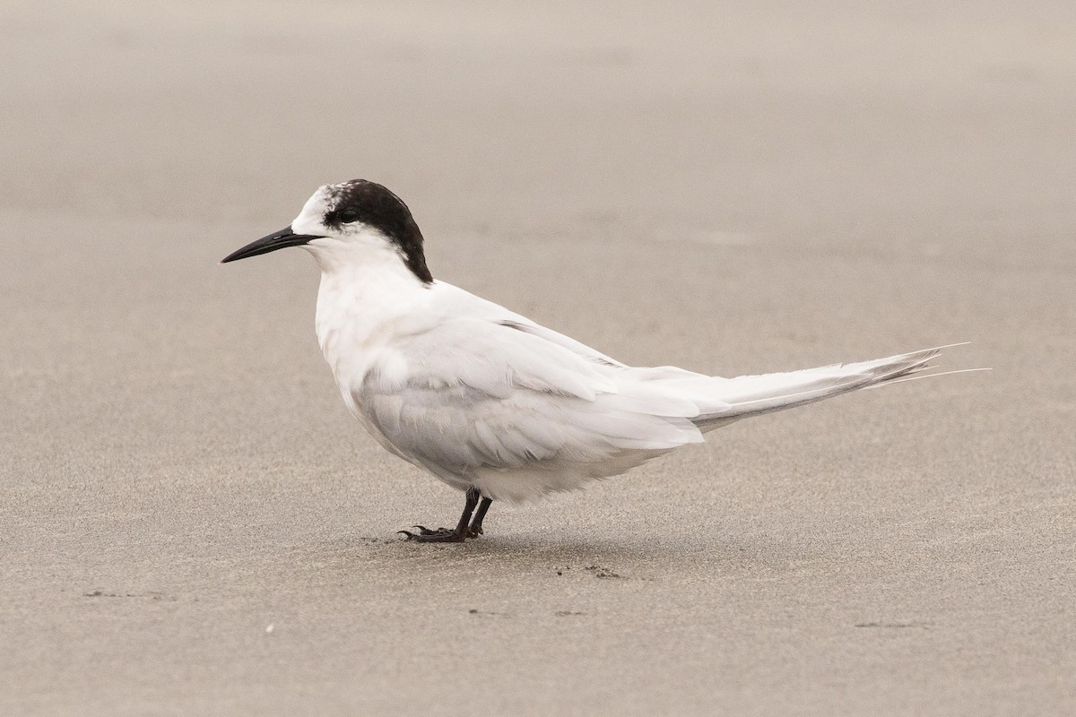 White-fronted Tern - ML56281611