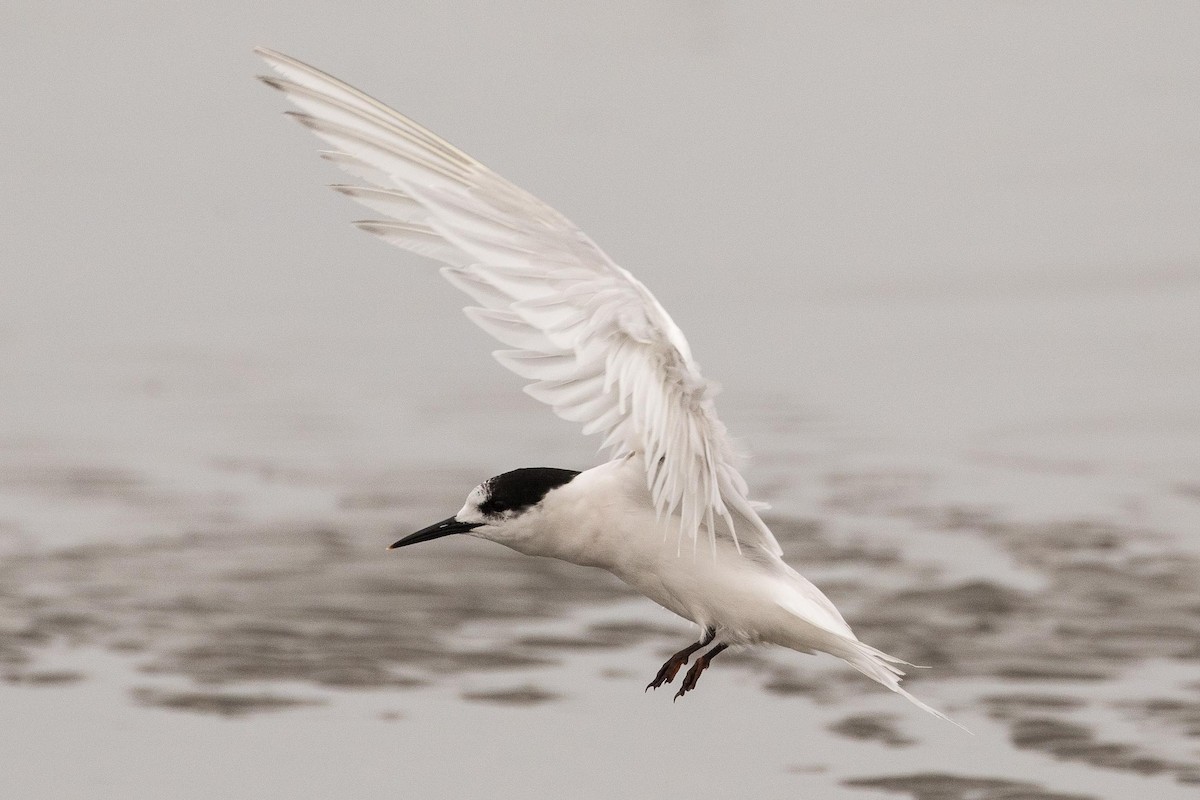 White-fronted Tern - ML56281621