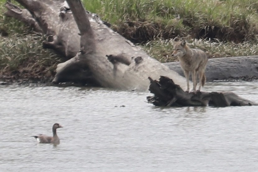 Greater White-fronted Goose - ML562816581