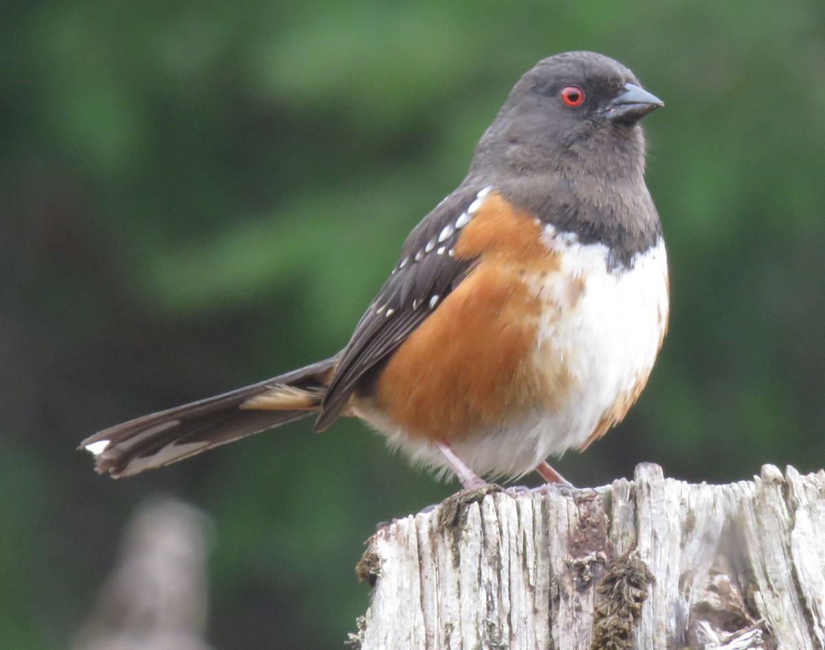 Spotted Towhee - ML562818261
