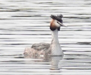 Great Crested Grebe - ML562819281