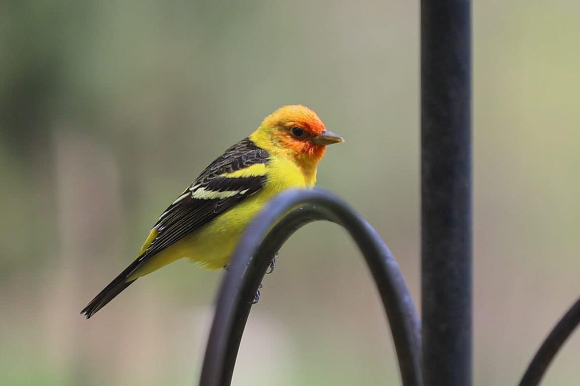 Western Tanager - ML562822151