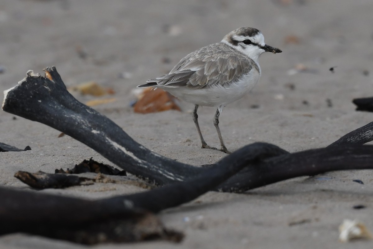 White-fronted Plover - ML562822991