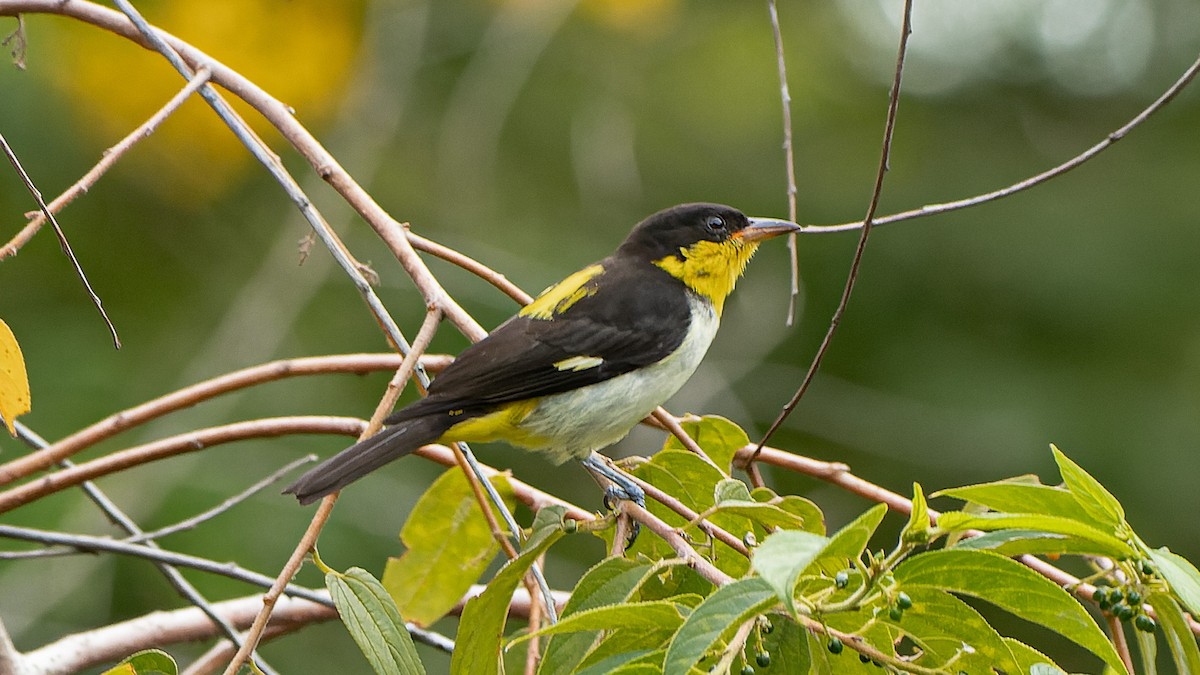 Yellow-backed Tanager - ML562824411
