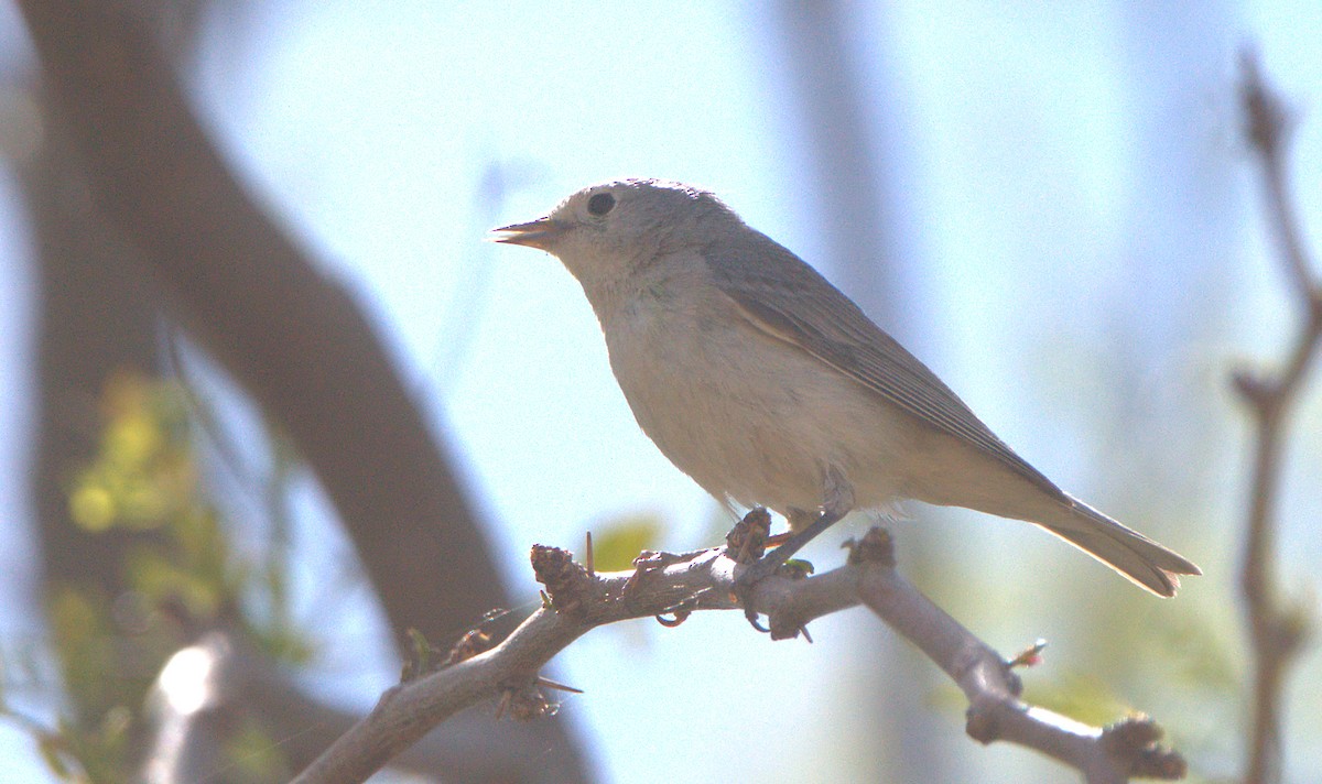 Lucy's Warbler - ML562831121