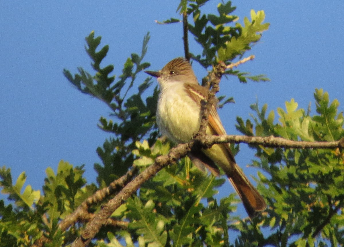 Ash-throated Flycatcher - George Leonberger