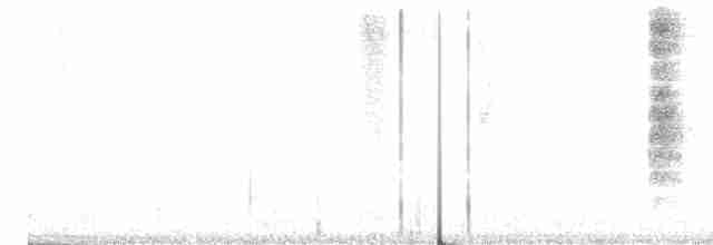 White-banded Mockingbird - ML562837821