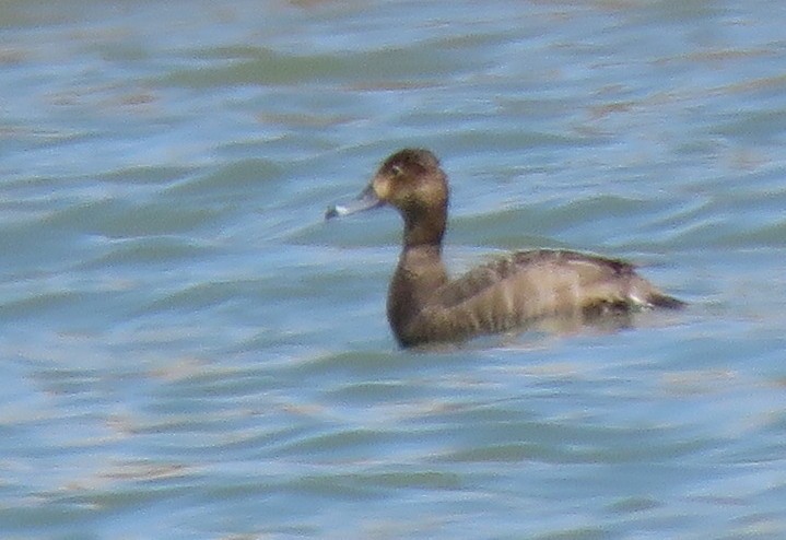 Ring-necked Duck - ML562841811