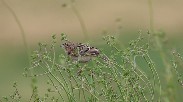 Grasshopper Sparrow - ML562843051