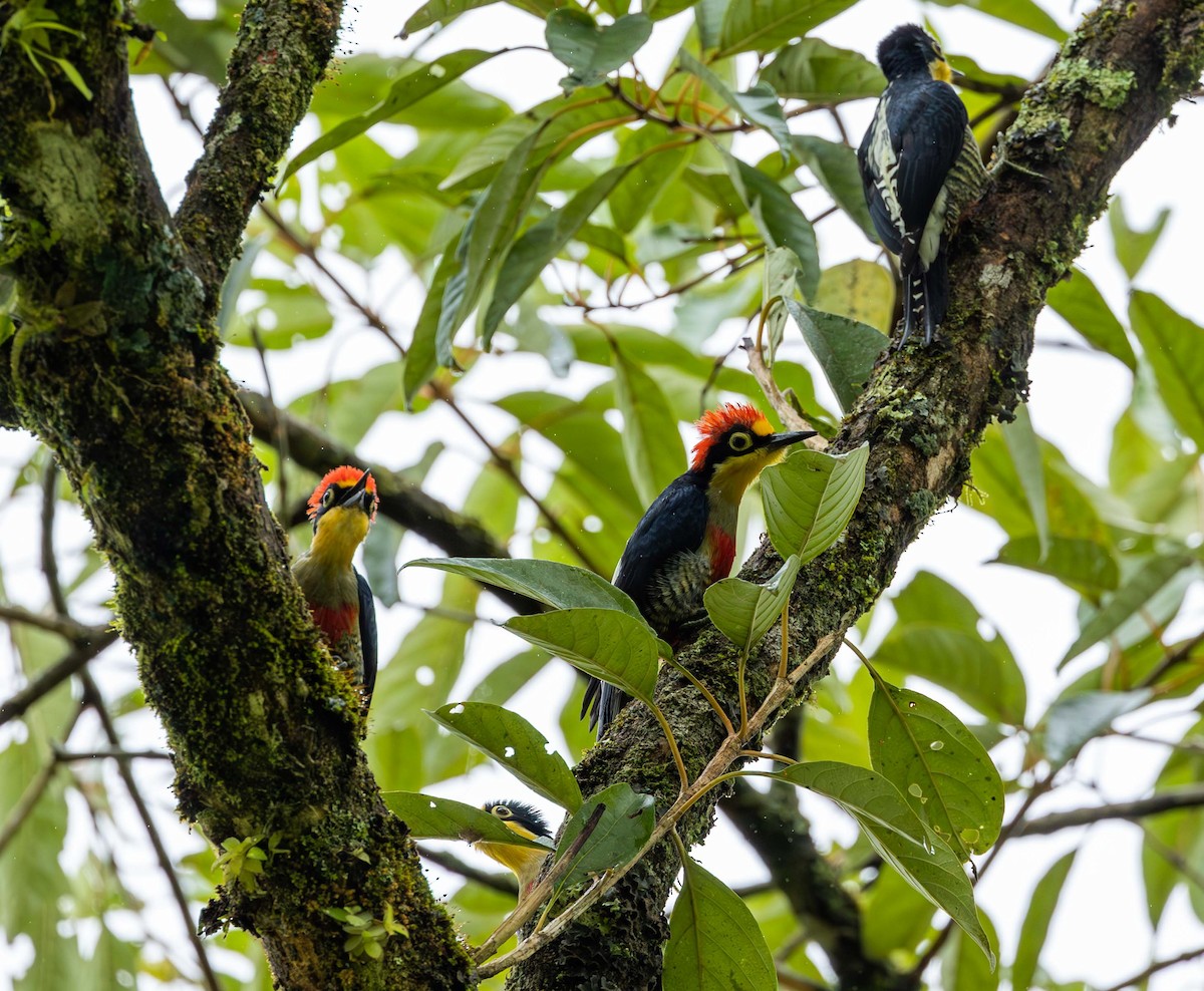 Yellow-fronted Woodpecker - ML562843131