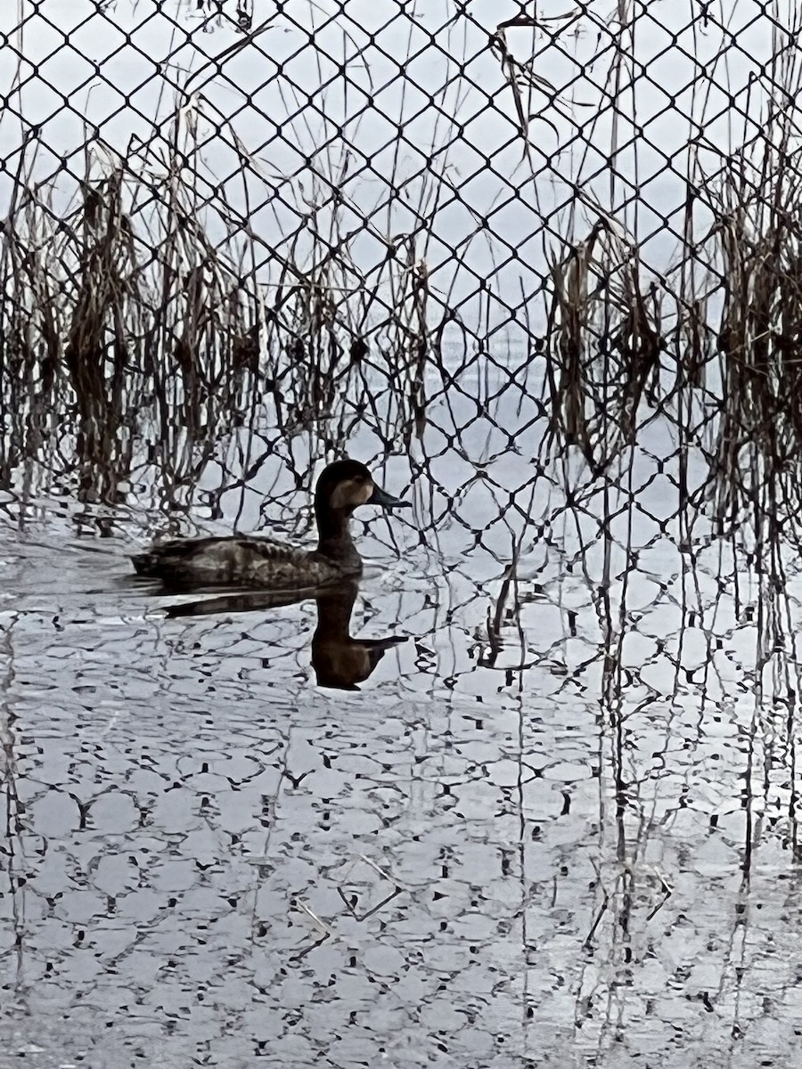 eBird Checklist 25 Apr 2023 Jean Duluth Dog Park 10 species