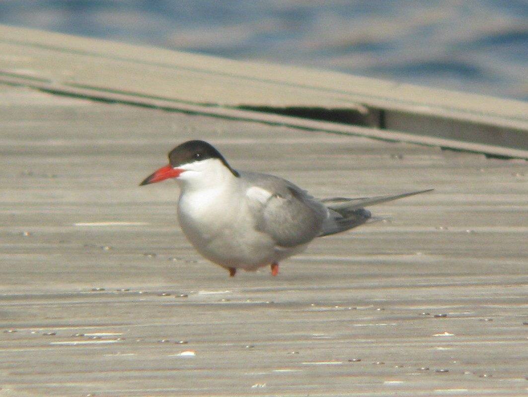 Common Tern - ML56284511