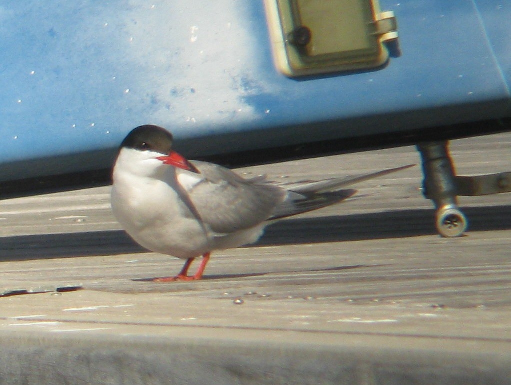 Common Tern - ML56284541