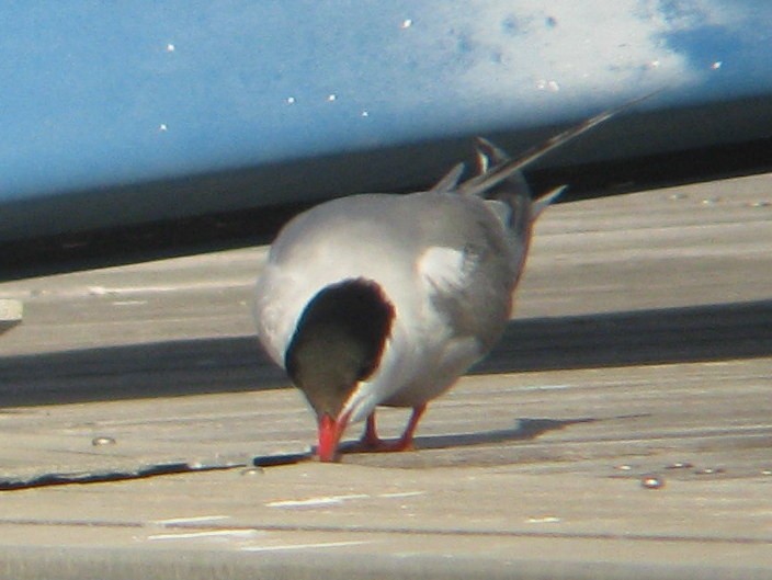 Common Tern - ML56284551
