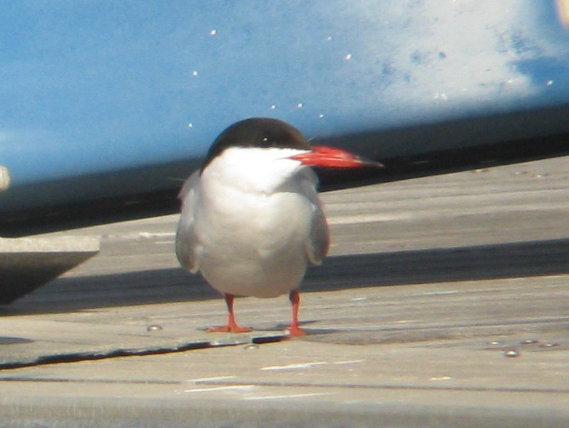 Common Tern - ML56284591