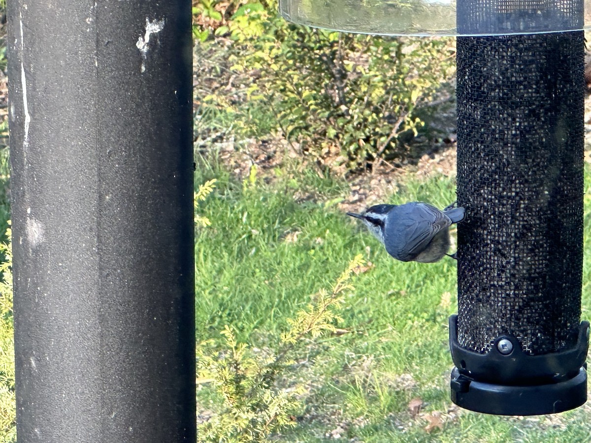Red-breasted Nuthatch - ML562852111