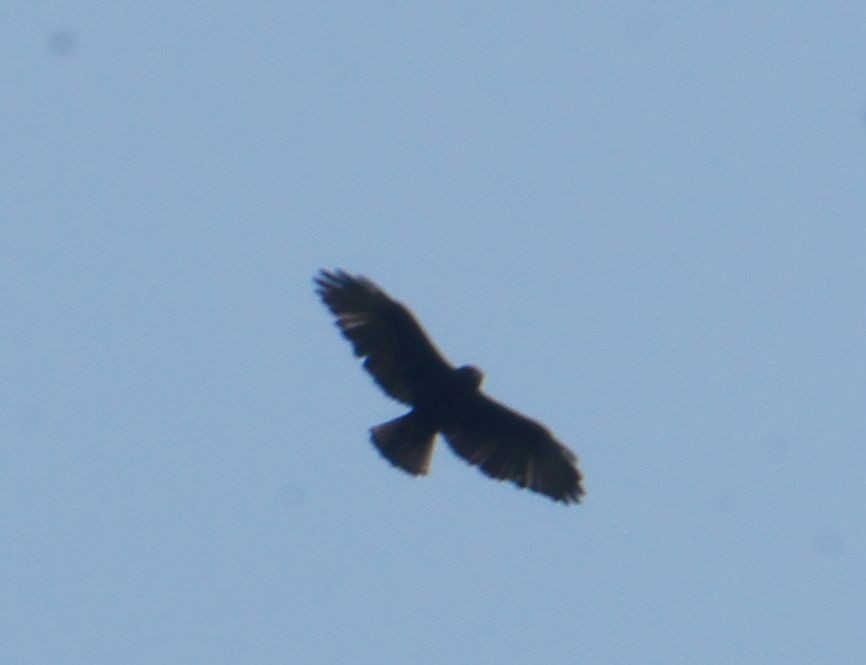 Short-tailed Hawk - ML56285341