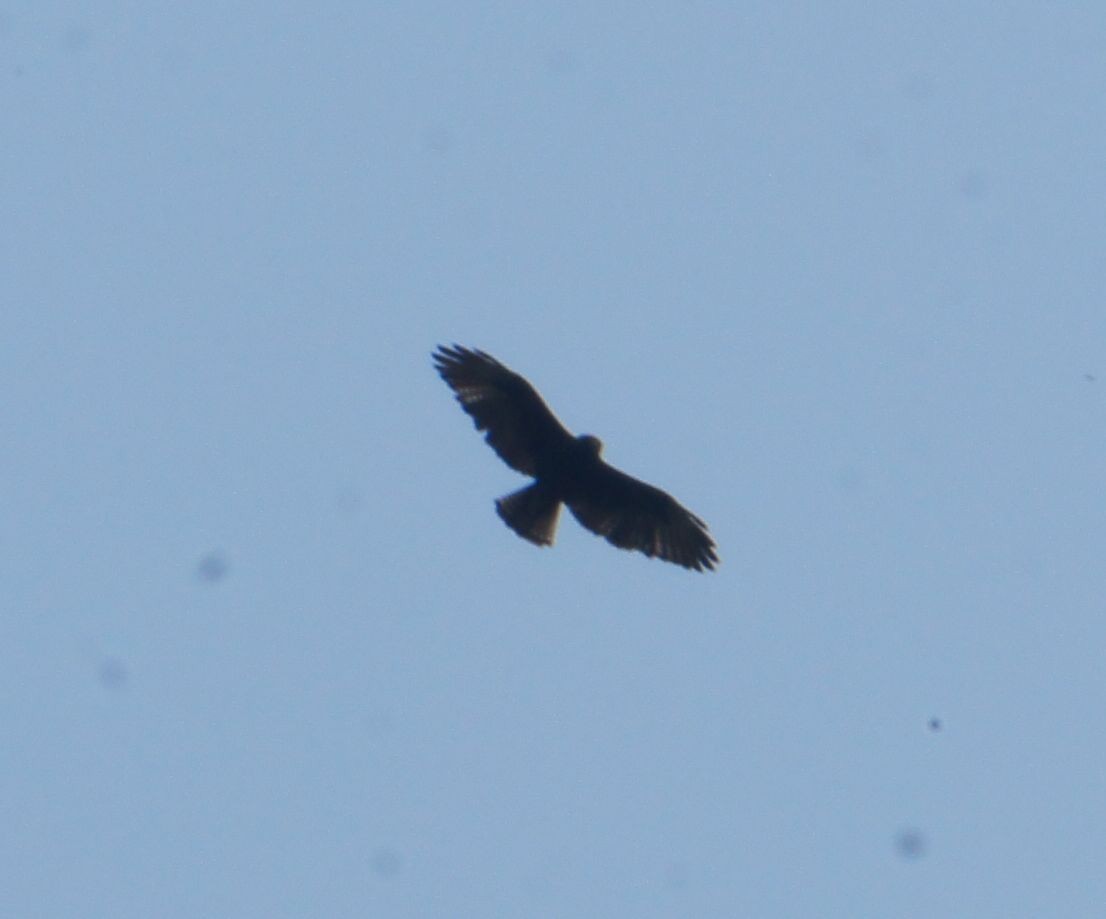 Short-tailed Hawk - ML56285361