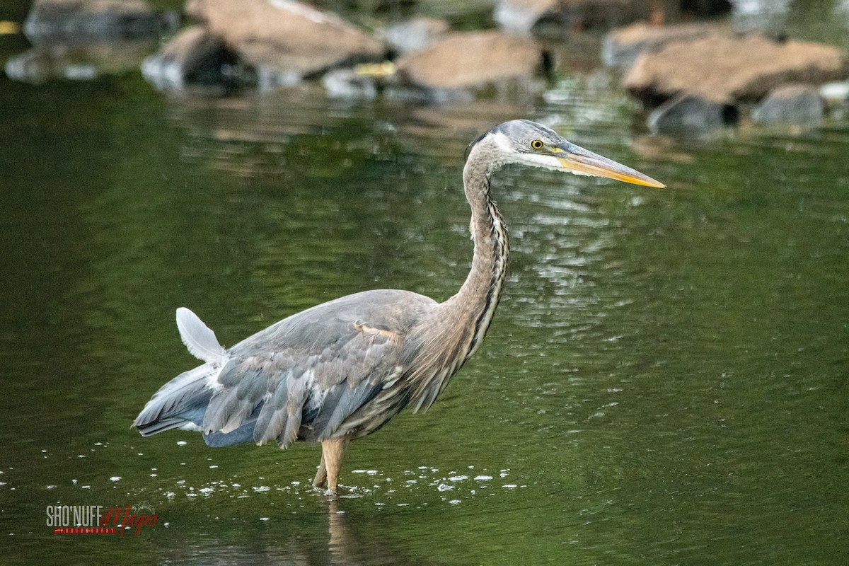 ML562857401 Great Blue Heron Macaulay Library