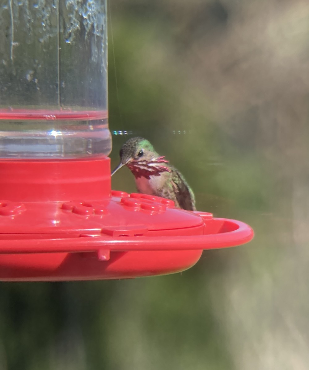 Calliope Hummingbird - ML562859761