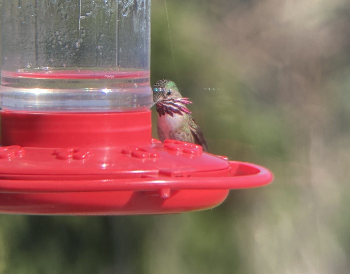 Calliope Hummingbird - ML562859771