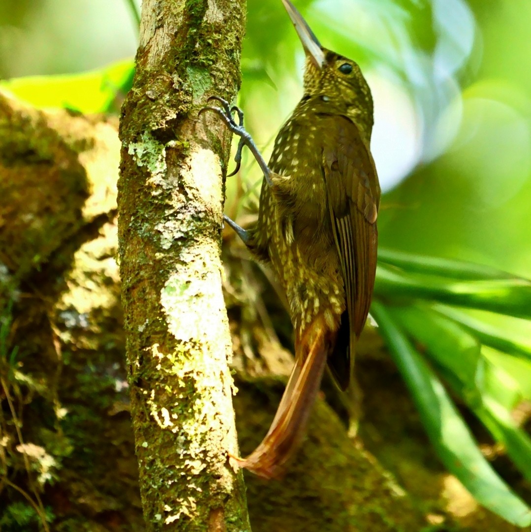 Spotted Woodcreeper - ML562865261