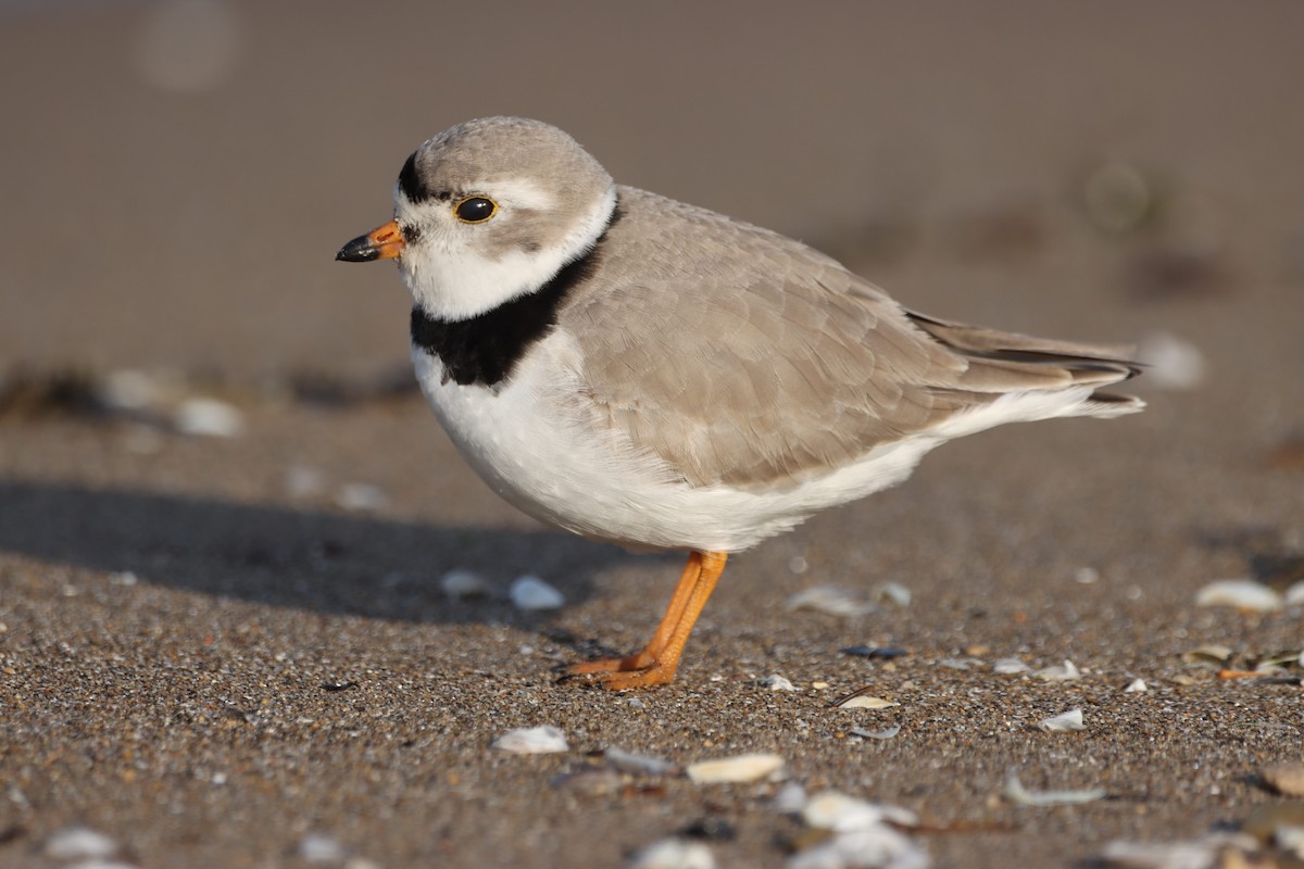 Piping Plover - ML562874591