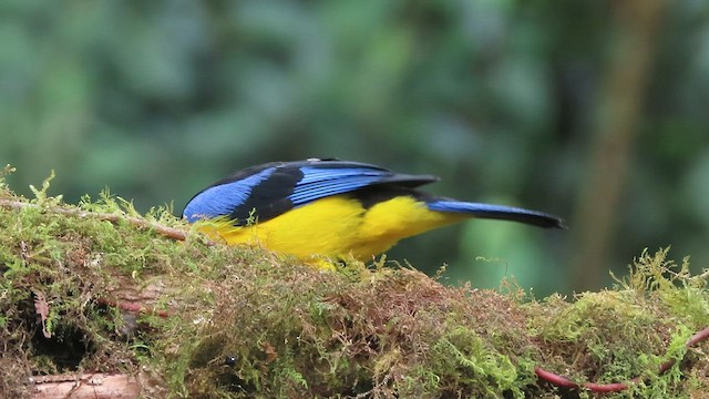 Blue-winged Mountain Tanager (Blue-winged) - ML562876591