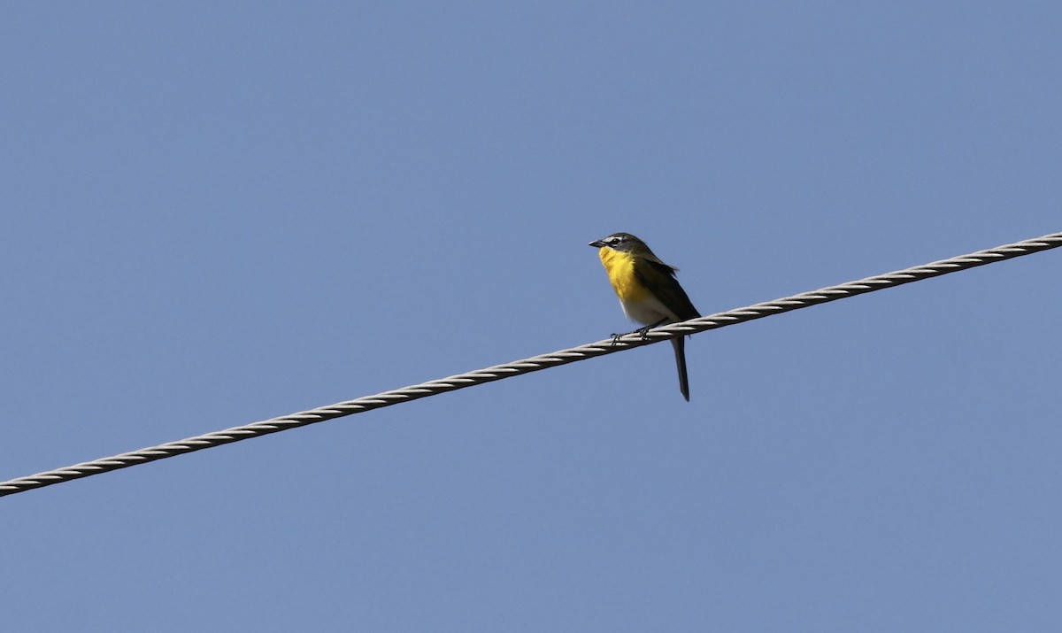 Yellow-breasted Chat - ML562880131
